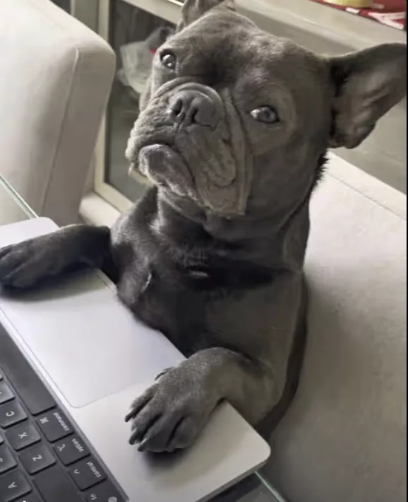 Frenchie builds her own website! www.fantasticpetschannel.com !!!
